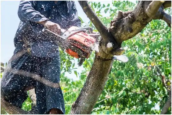 tree services Bull Run Mountain Estates